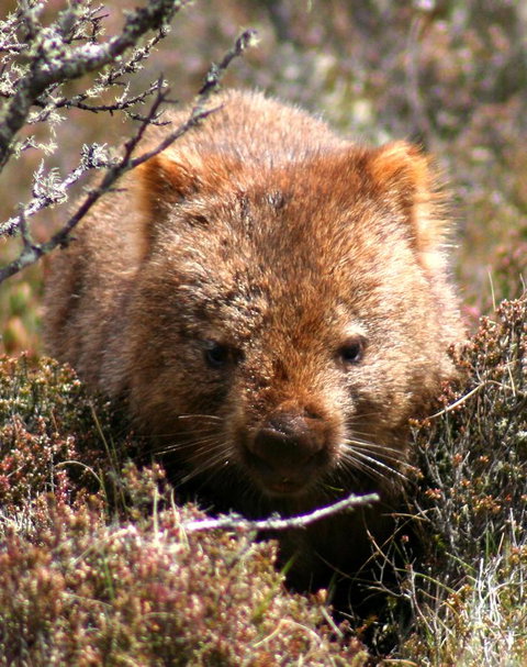 Cradle Mountain Love Shack - Kawana Tourism 24