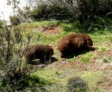 Cradle Mountain Love Shack - Kawana Tourism 26