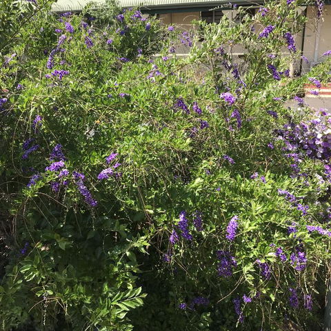 Oasis Motel - Kawana Tourism 3