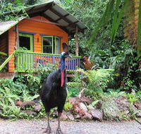 Rainforest Hideaway - Kawana Tourism