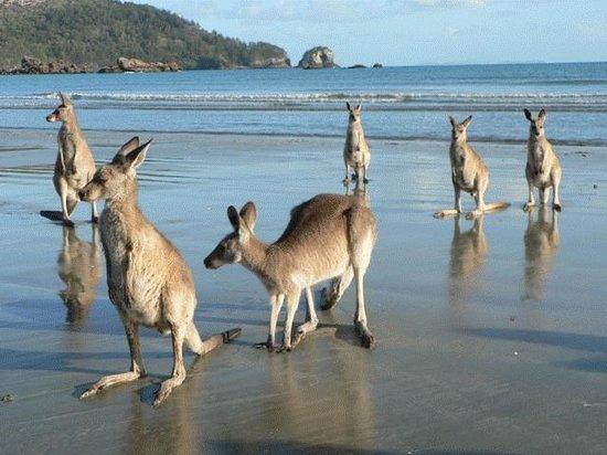 Pleystowe QLD Kawana Tourism