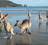 Seaforth Holiday Units - Kawana Tourism