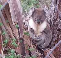 Stringybark Hills Retreat - Kawana Tourism