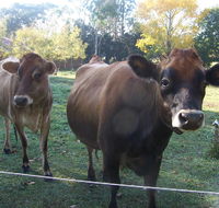 Drumreagh Bed  Breakfast Cabins - Kawana Tourism
