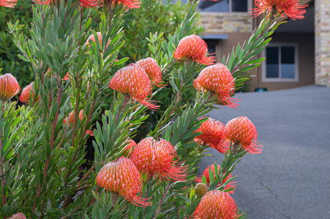 Maria Views Bed & Breakfast - Kawana Tourism 1