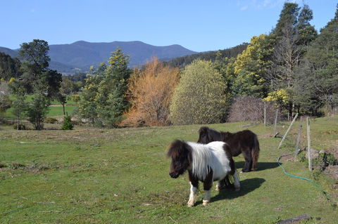 Whispering Spirit Holiday Cottages & Mini Ponies - Kawana Tourism 13