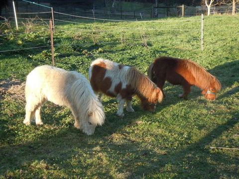 Whispering Spirit Holiday Cottages & Mini Ponies - Kawana Tourism 15