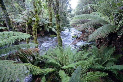 Lemonthyme Wilderness Retreat - Kawana Tourism 21