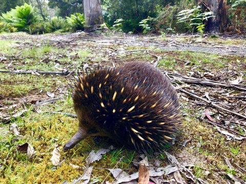 Lemonthyme Wilderness Retreat - Kawana Tourism 13