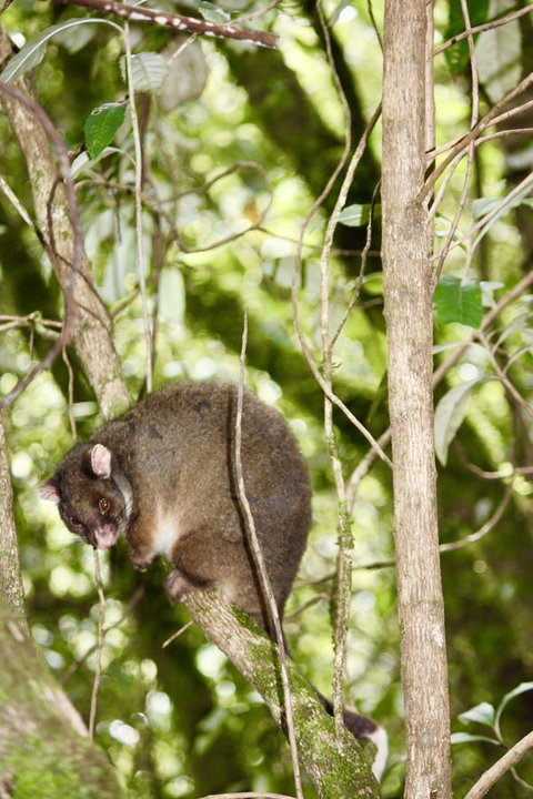 Lemonthyme Wilderness Retreat - Kawana Tourism 26