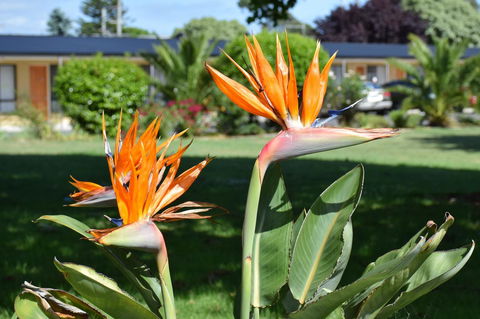 Beachway Motel - Kawana Tourism 21