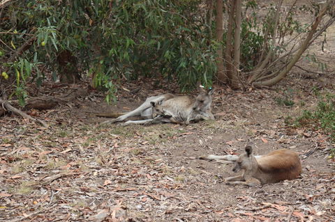 Great Ocean Road Resort - Kawana Tourism 17