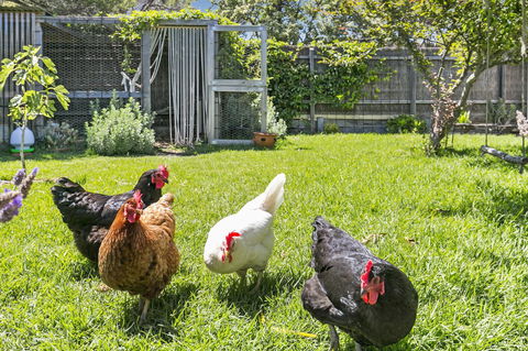 Bilinga Cottages - Kawana Tourism 16