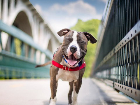 Boutique Stays Sandyside- Sandringham Villa Units - Kawana Tourism 7