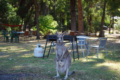 Gariwerd Motel - Kawana Tourism 26