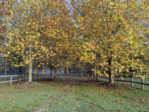 Kangaroo Manor - Kawana Tourism 11