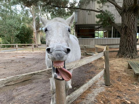 Kangaroo Manor - Kawana Tourism 12