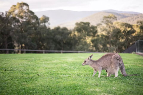 Kangaroo Manor - Kawana Tourism 29