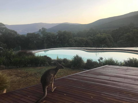 Kangaroo Manor - Kawana Tourism 8