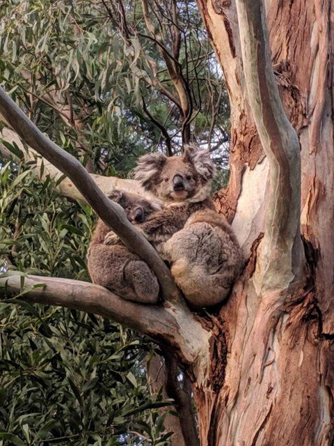 Kangaroo Manor - Kawana Tourism 9