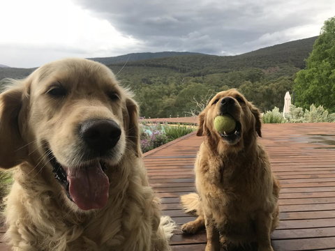 Kangaroo Manor - Kawana Tourism 3