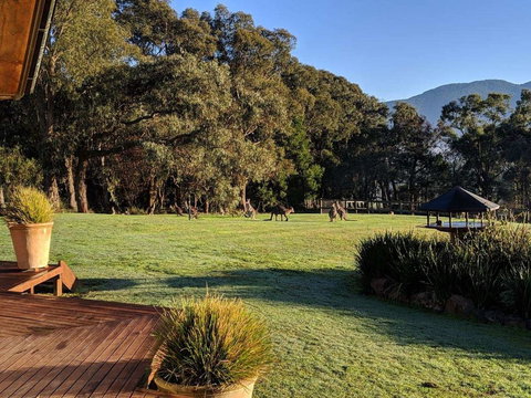 Kangaroo Manor - Kawana Tourism 5