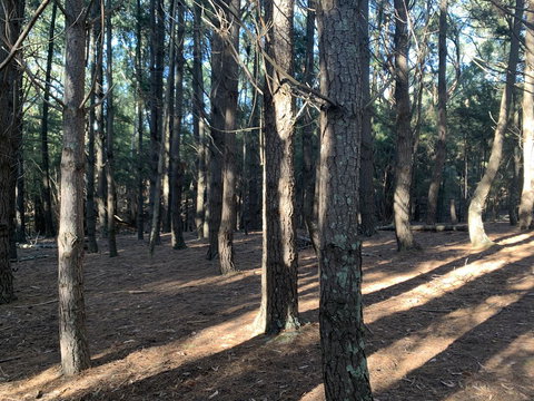 Kangaroo Manor - Kawana Tourism 4