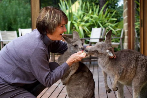 Kangaroo Manor - Kawana Tourism 20