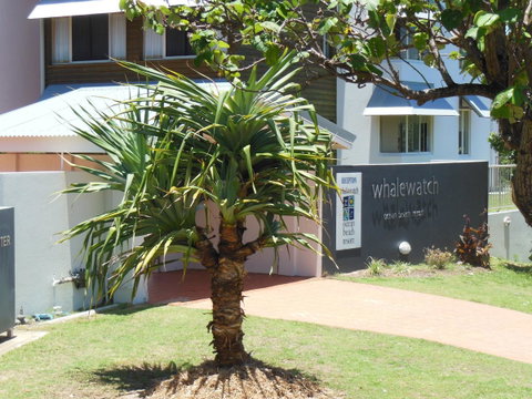 Whale Watch Ocean Beach Resort - Kawana Tourism 15