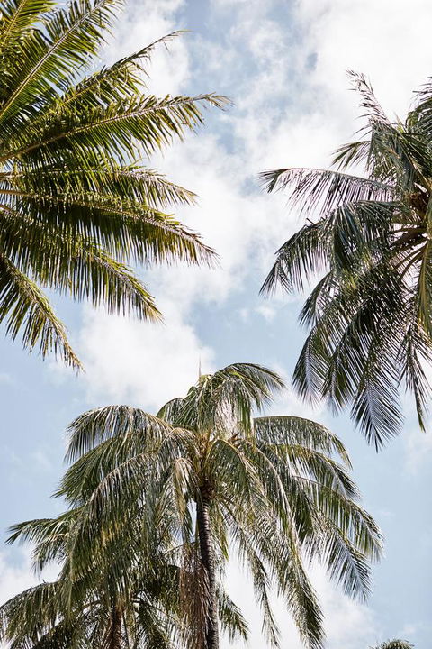 Novotel Cairns Oasis Resort - Kawana Tourism 9
