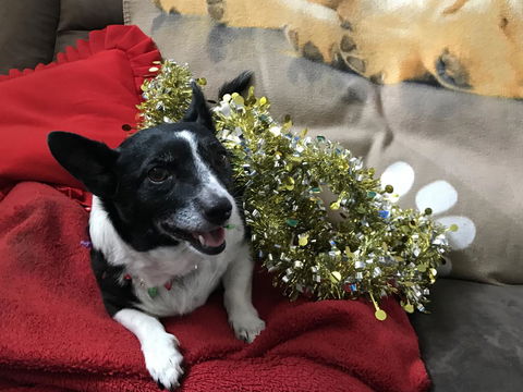 Nanango Star Motel - Kawana Tourism 14