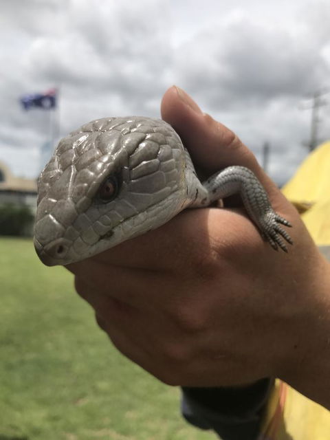 Nanango Star Motel - Kawana Tourism 16