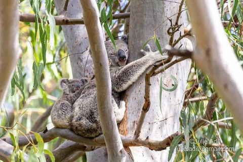 A Quiet Unit Overlooking A Reserve - Kawana Tourism 0