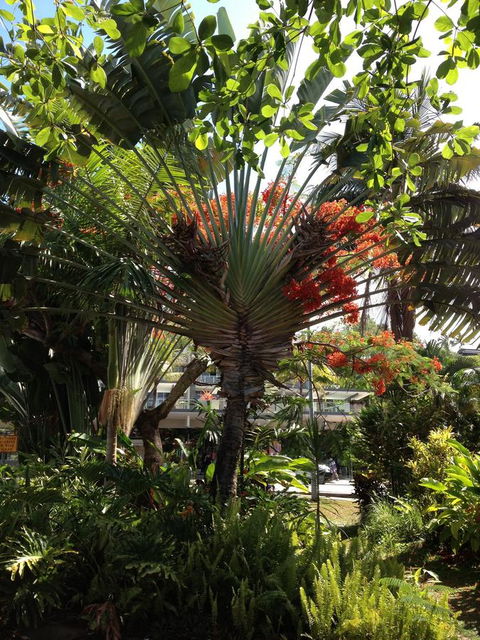 Port Douglas Apartments - Adults Only Oasis - Kawana Tourism 39