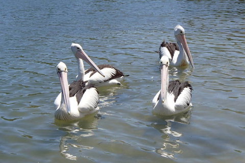 Keith's Sister - Kawana Tourism 42