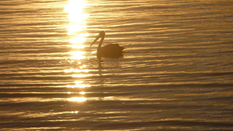 Keith's Sister - Kawana Tourism 44