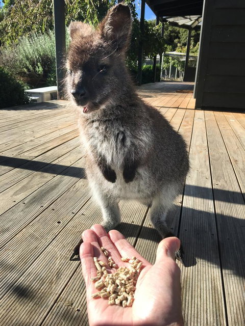 Parnella Adventure Bay, Bruny Island - Kawana Tourism 17