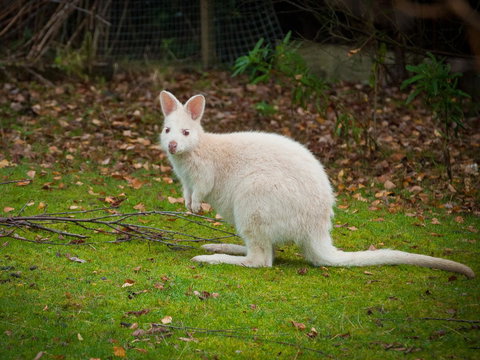 Parnella Adventure Bay, Bruny Island - Kawana Tourism 20