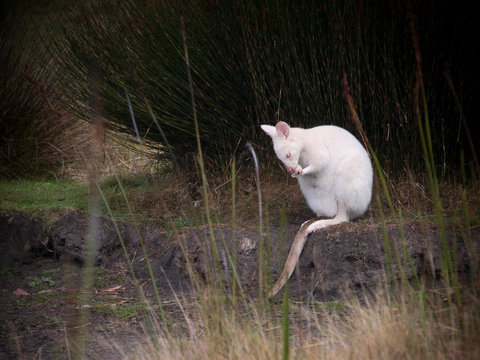 Parnella Adventure Bay, Bruny Island - Kawana Tourism 18