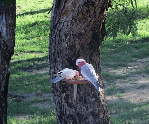 A Stanthorpe Getaway - Kawana Tourism 2