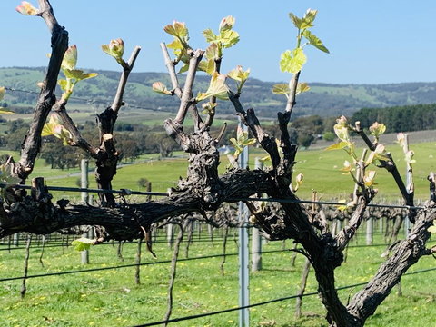 Amongst The Vines Deluxe Retreat - Kawana Tourism 1