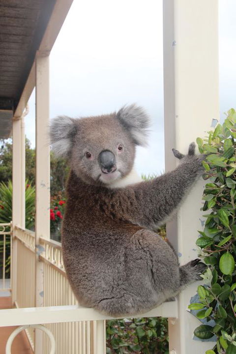 Angela's Beach Stays - Kawana Tourism 3