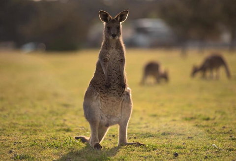 Maloneys Beach Views 3 Bed Home - Kawana Tourism 2