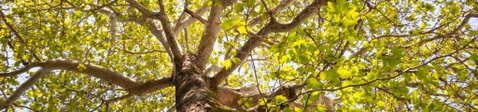 Poplar Tourist Park - Kawana Tourism 1
