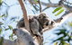 Port Stephens Koala Sanctuary - thumb 2
