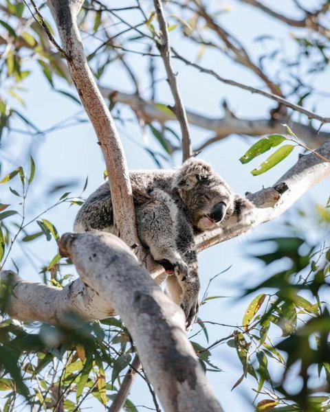 Port Stephens Koala Sanctuary - Kawana Tourism 2