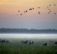Bamurru Plains - Kawana Tourism