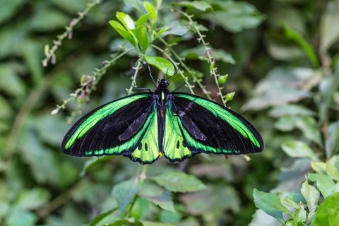 Batchelor Butterfly Farm - Kawana Tourism 2