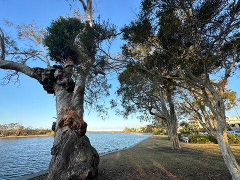 River Gum Apartment - Kawana Tourism 2