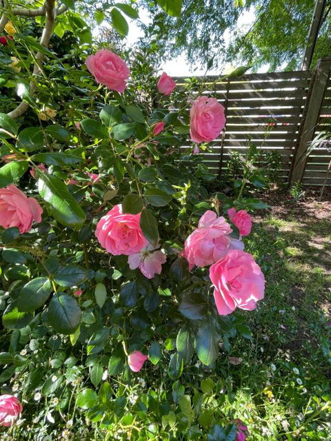 Rosehaven On Rosebud - Kawana Tourism 1